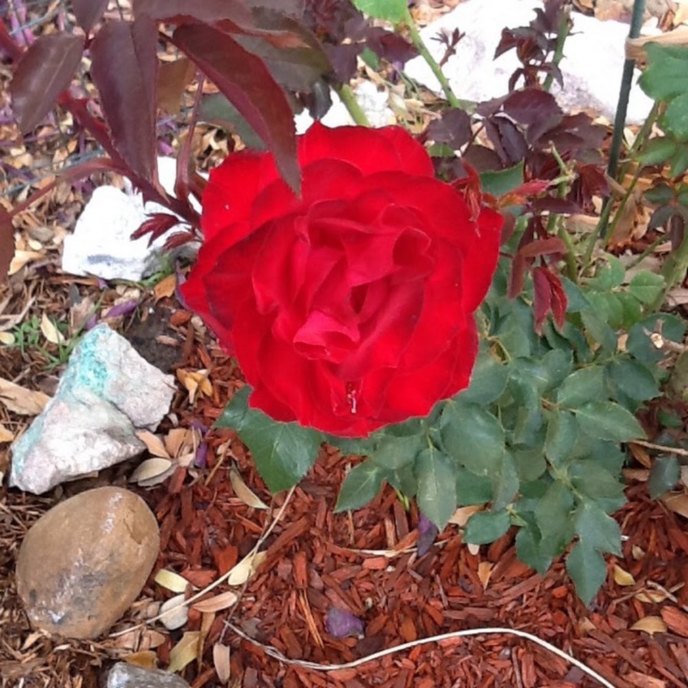 Meet your Posher, Deanna